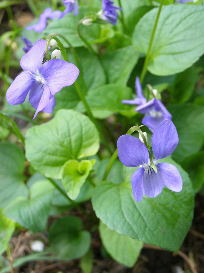 Image of Viola canina specimen.