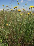 Anthemis tinctoria. Цветущие растения. Крым, окр. пос. Коктебель. 10 июня 2011 г.