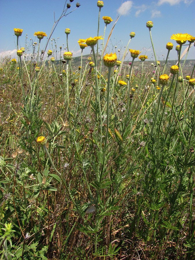 Image of Anthemis tinctoria specimen.