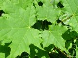 Смотреть изображение Acer platanoides