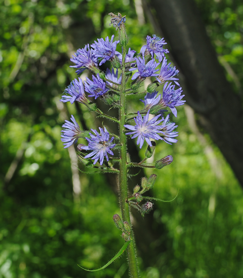 Image of Cicerbita alpina specimen.