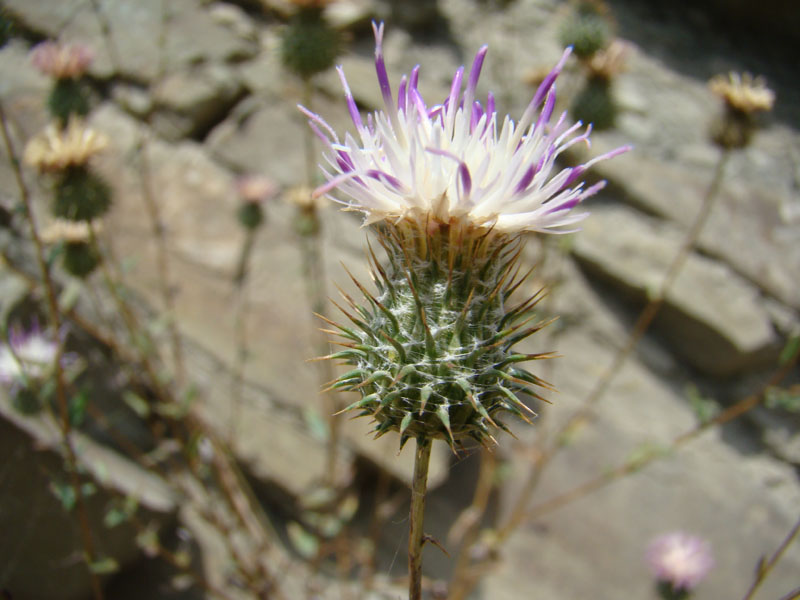 Изображение особи Cousinia waldheimiana.