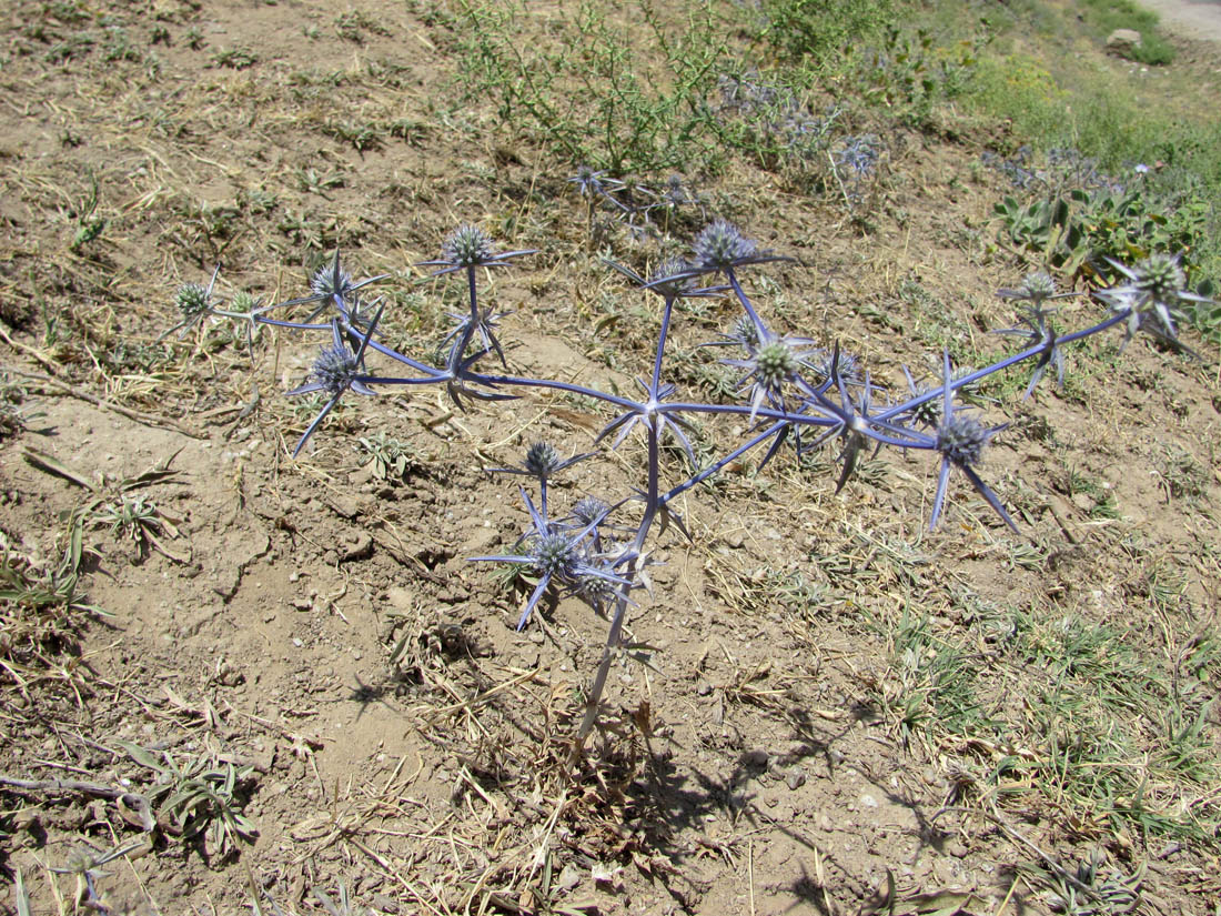 Image of Eryngium caeruleum specimen.