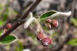 Cotoneaster melanocarpus