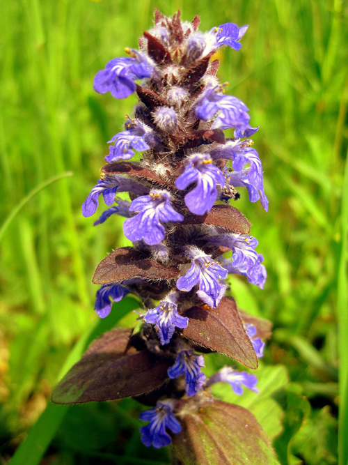 Image of Ajuga reptans specimen.