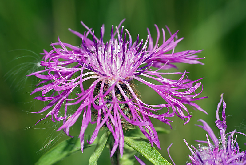 Изображение особи Centaurea phrygia.