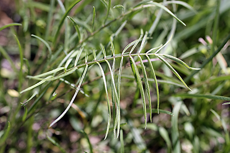 Image of Astragalus viridiflorus specimen.