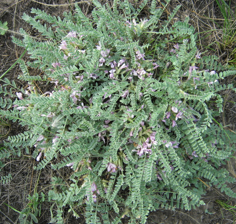 Изображение особи Astragalus sareptanus.