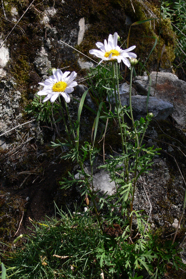 Изображение особи Chrysanthemum zawadskii.