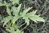 Phlomoides kaufmanniana