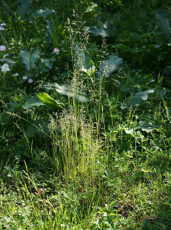 Image of Poa trivialis specimen.