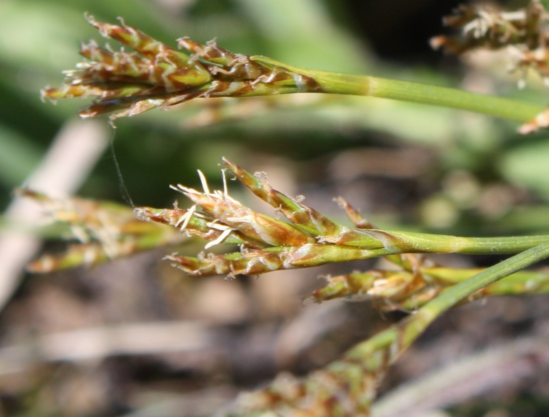 Image of Carex ornithopoda specimen.
