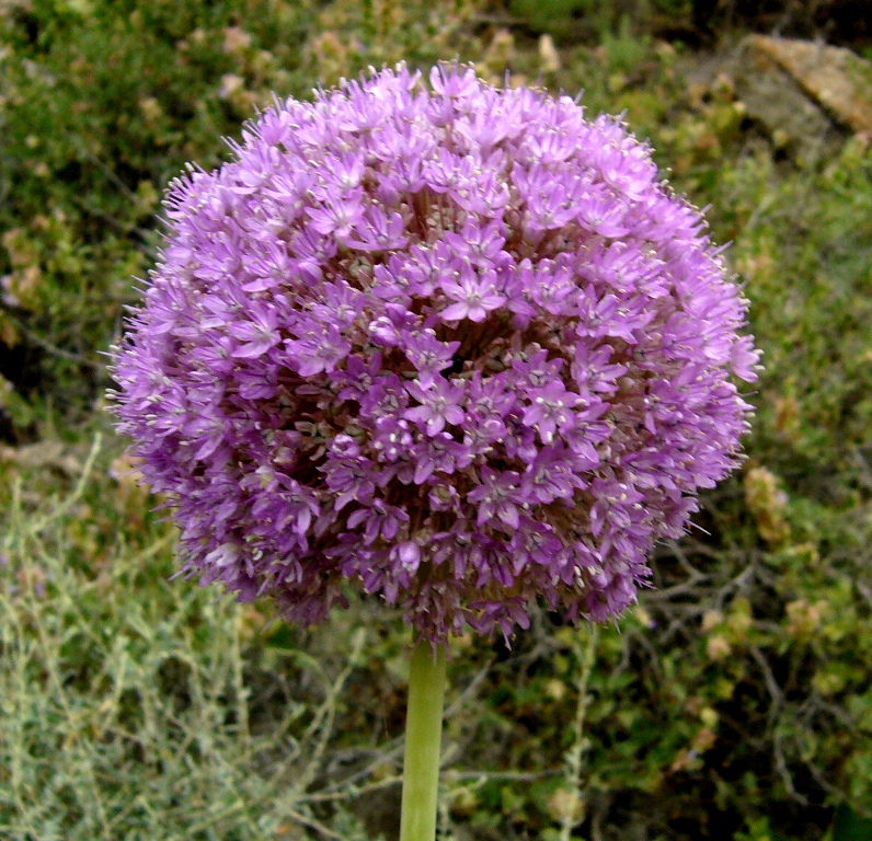 Изображение особи Allium giganteum.