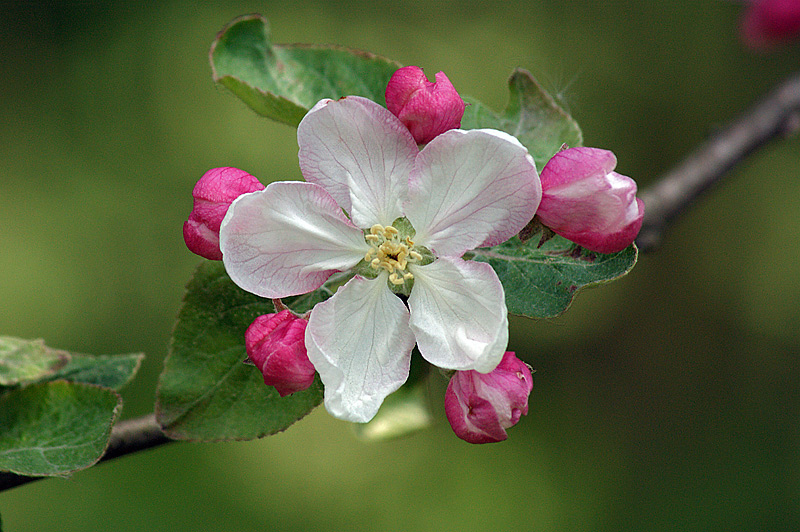 Image of Malus domestica specimen.