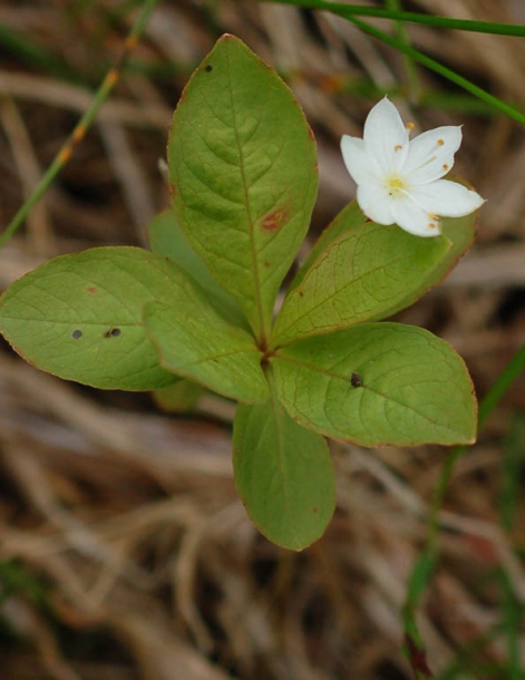 Image of Trientalis europaea specimen.