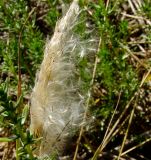 Imperata cylindrica. Соплодие в период рассеивания плодов. Израиль, Шарон, г. Герцлия, высокий берег Средиземного моря. 19.05.2009.