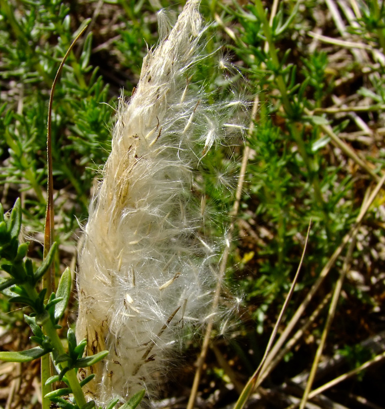 Image of Imperata cylindrica specimen.