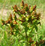 Hypericum maculatum. Соплодие. Ярославская обл., с. Елизарово, берег р. Шаха. 09.07.2011.