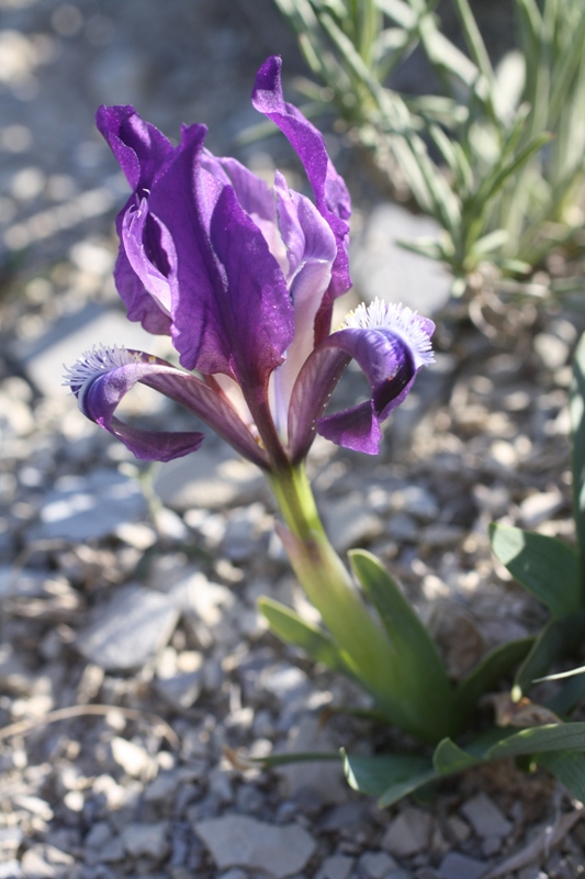 Image of Iris pumila specimen.