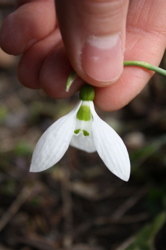 Изображение особи Galanthus graecus.