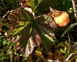 Rubus chamaemorus. Лист и созревший плод. Полярный Урал, массив горы Пызанъиз, кустарничковая тундра. 07.08.2011.