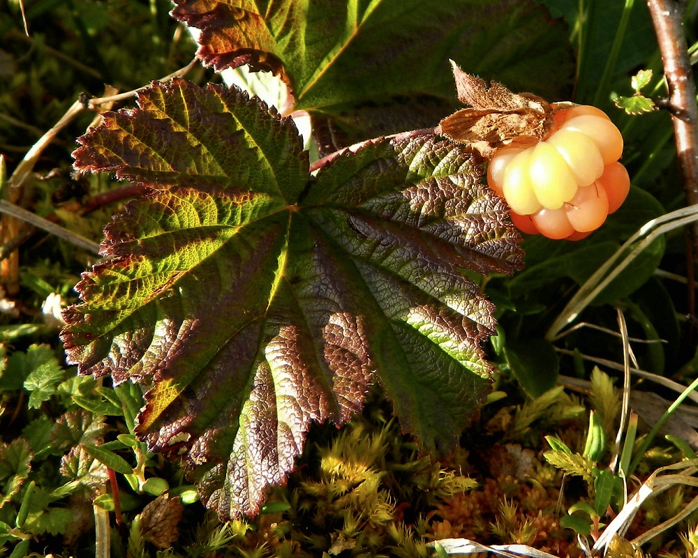 Изображение особи Rubus chamaemorus.