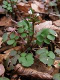 Cardamine hirsuta