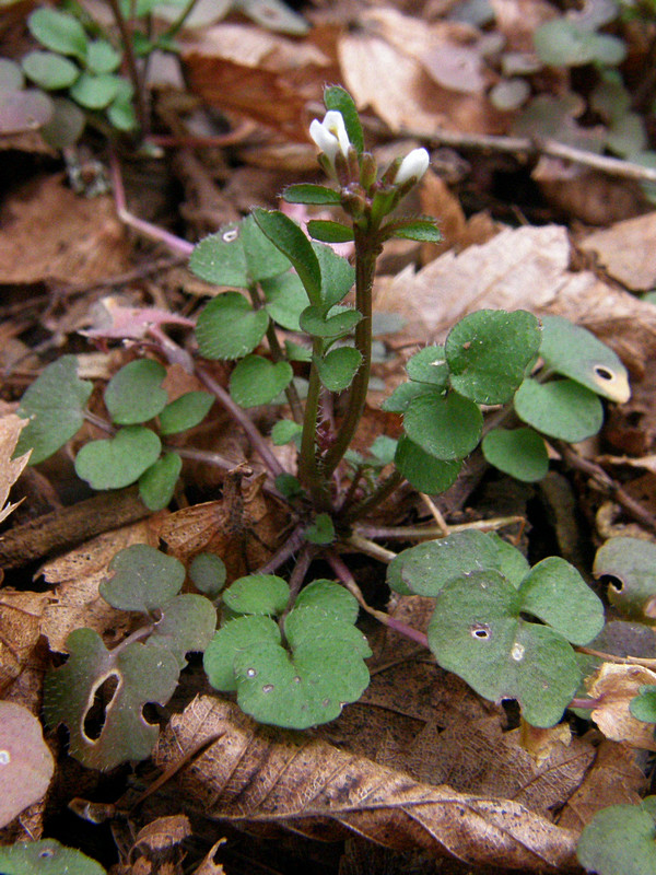 Изображение особи Cardamine hirsuta.