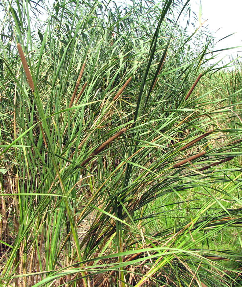 Image of Typha austro-orientalis specimen.