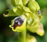 Ophrys lutea подвид galilaea. Цветок. Израиль, Нижняя Галилея, г. Верхний Назарет, каменистый западный склон, средиземноморская бата. 21.03.2012.