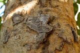 Cassia fistula