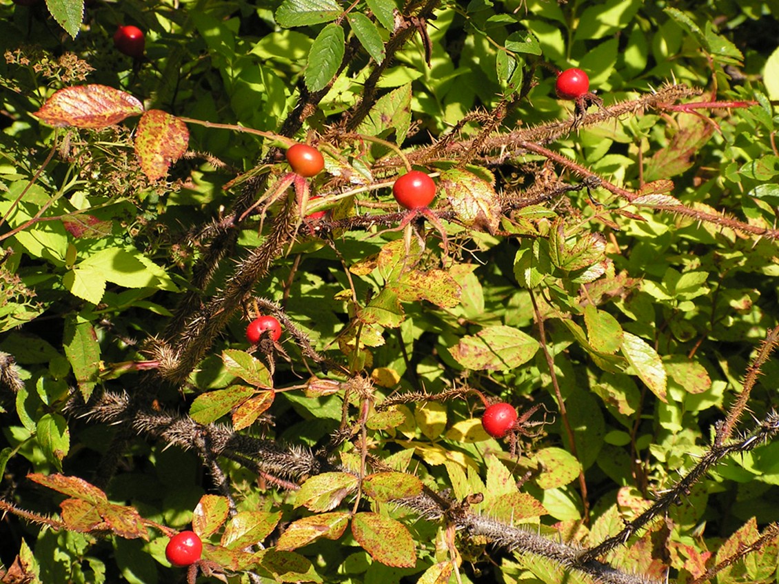 Image of genus Rosa specimen.