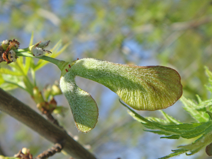 Изображение особи Acer saccharinum.