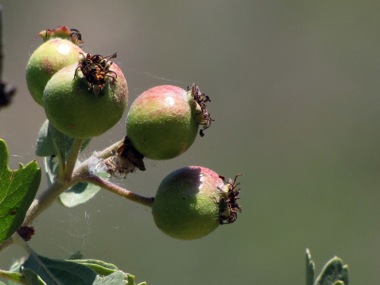 Image of Crataegus aronia specimen.