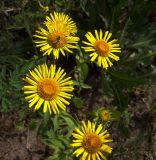 Inula britannica