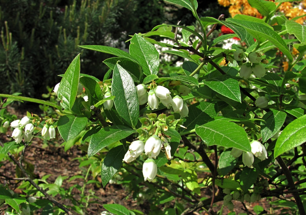 Изображение особи Vaccinium corymbosum.