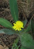 Pilosella × bifurca. Цветущее растение. Крым, южный берег, окр. Мисхора, сосновый лес. 28 мая 2012 г.