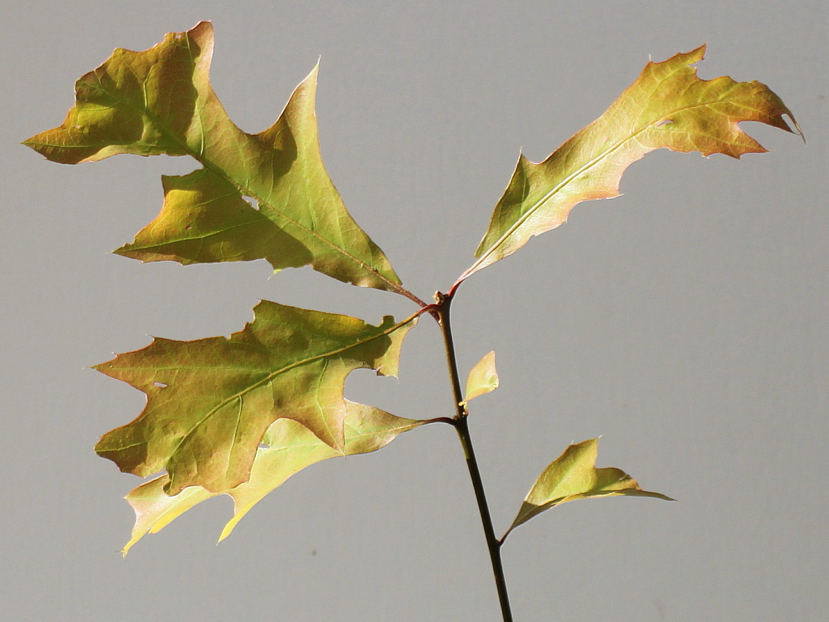 Изображение особи Quercus palustris.