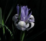 Iris biglumis