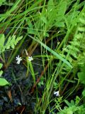 Stellaria filicaulis. Цветущее растение на сыром лугу. Приморский край, г. Находка. 13.06.2012.