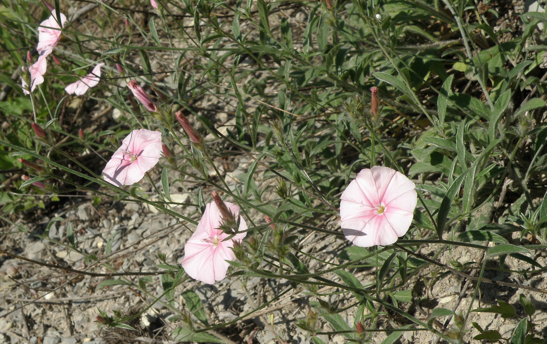 Image of Convolvulus cantabrica specimen.