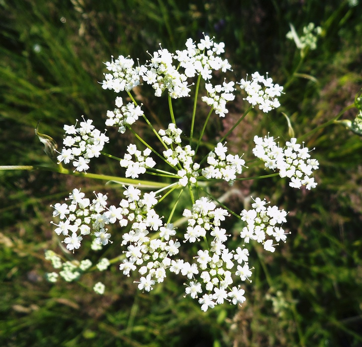 Image of Pimpinella saxifraga specimen.