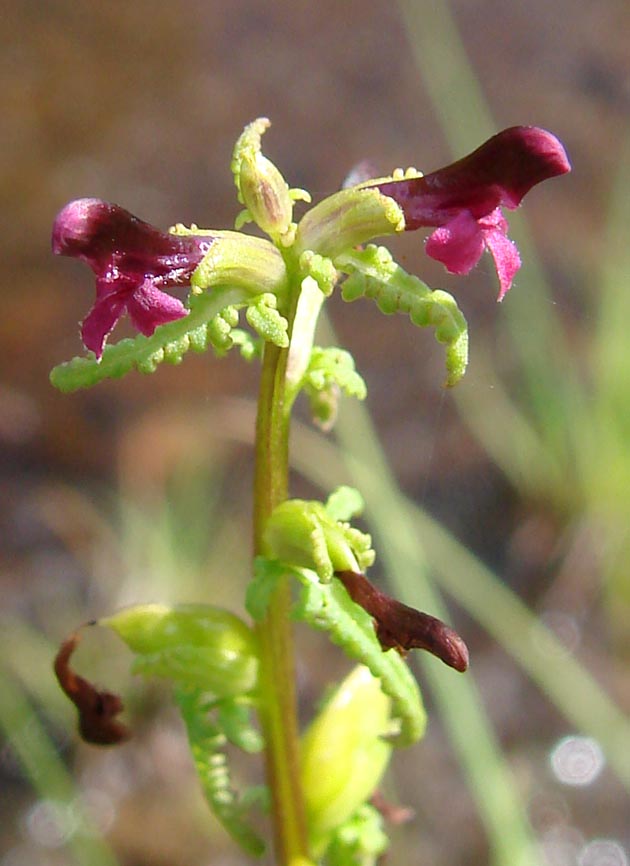 Image of Pedicularis wlassoviana specimen.