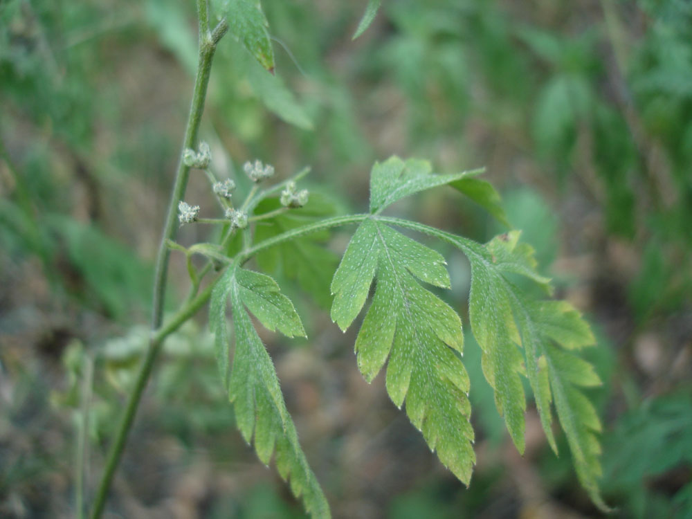 Image of Torilis japonica specimen.