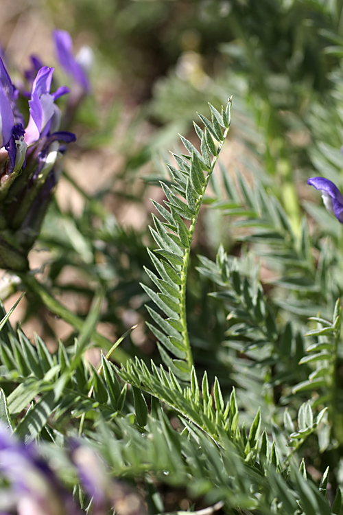 Image of Astragalus masenderanus specimen.