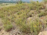 Hieracium filifolium