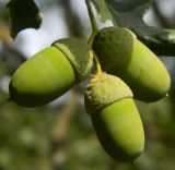 Quercus robur. Плоды. Украина, Херсонская обл., Чаплинский район, пос. Аскания-Нова, дендропарк. Август 2012 г.