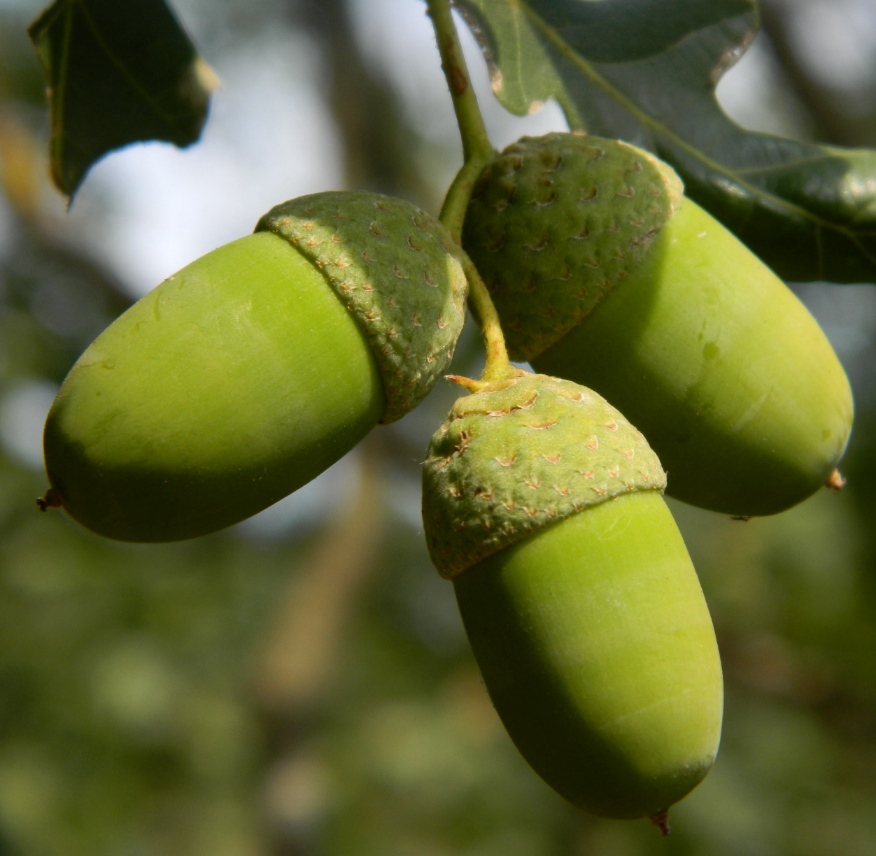 Изображение особи Quercus robur.