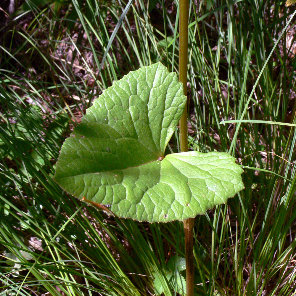 Image of Ligularia sibirica specimen.