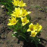 род Tulipa